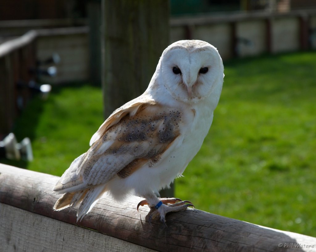 Hawk_Conservancy 058 cropped.jpg